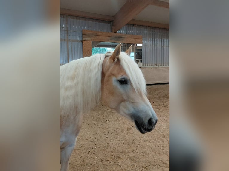 Haflinger Stute 6 Jahre 152 cm Fuchs in Lauchheim