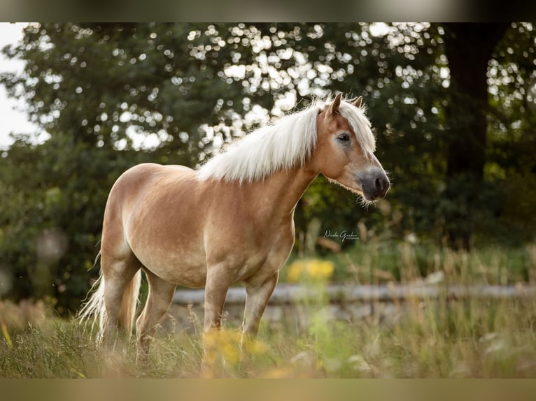 Haflinger Stute 6 Jahre 152 cm Fuchs in Linz