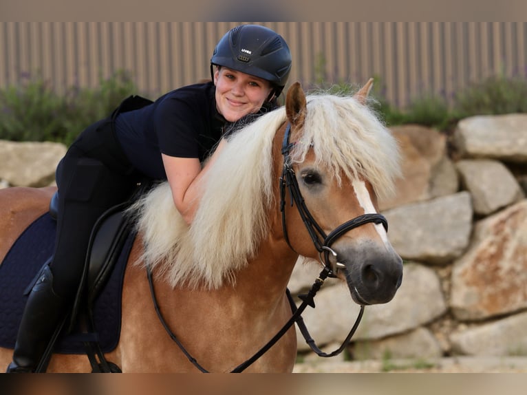 Haflinger Stute 6 Jahre 152 cm Fuchs in Linz