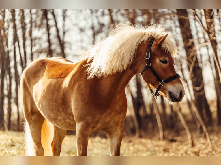 Haflinger Stute 6 Jahre 152 cm Fuchs in Linz