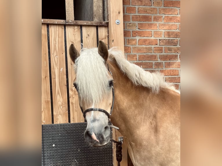 Haflinger Stute 6 Jahre 153 cm in Havekost