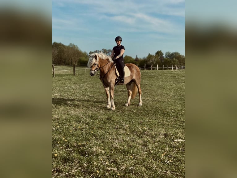 Haflinger Stute 6 Jahre 153 cm in Havekost
