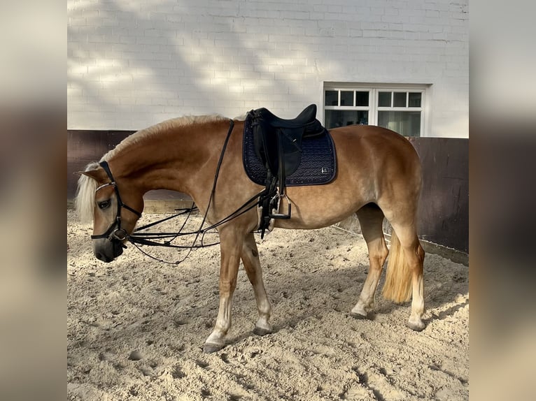 Haflinger Stute 6 Jahre 153 cm in Havekost