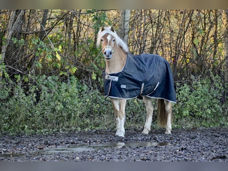 Haflinger Stute 6 Jahre 153 cm in Havekost