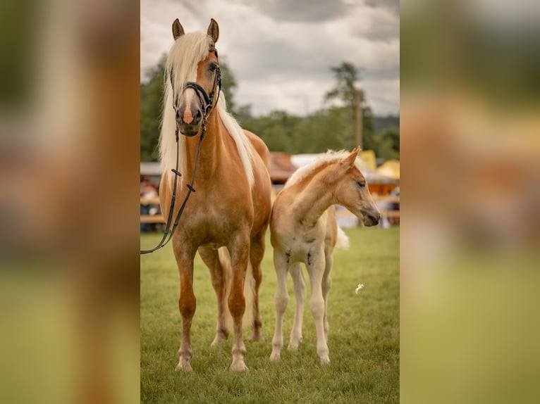 Haflinger Stute 6 Jahre 153 cm Palomino in Dudelange