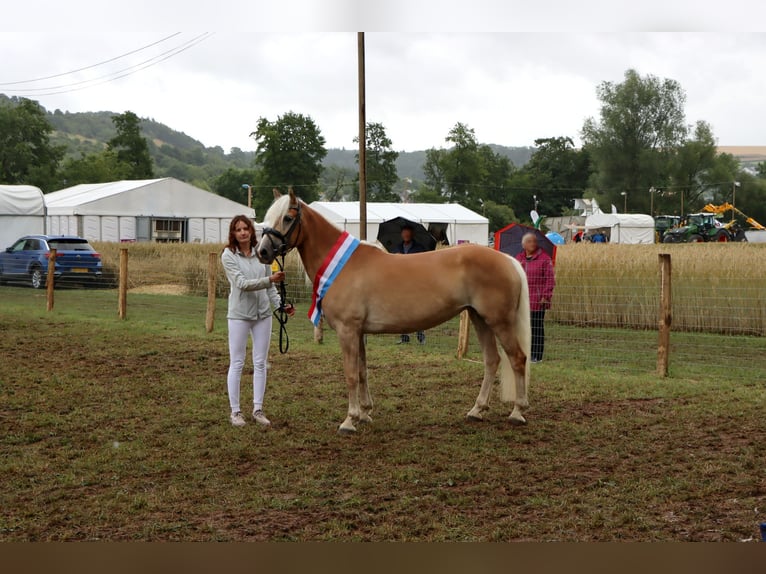 Haflinger Stute 6 Jahre 153 cm Palomino in Dudelange