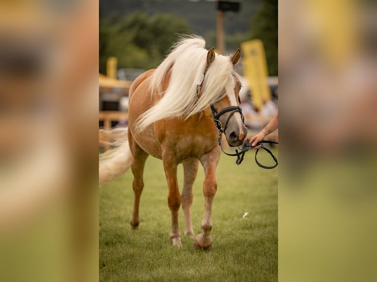 Haflinger Stute 6 Jahre 153 cm Palomino in Dudelange