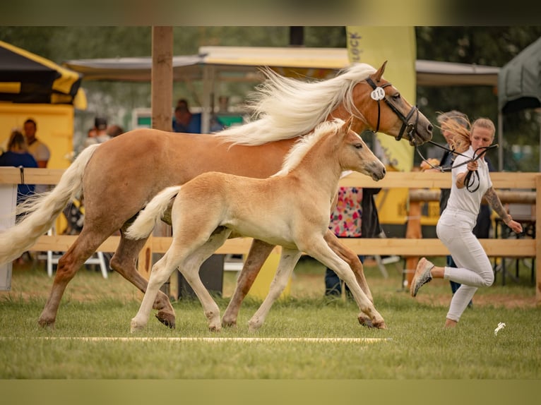 Haflinger Stute 6 Jahre 153 cm Palomino in Dudelange