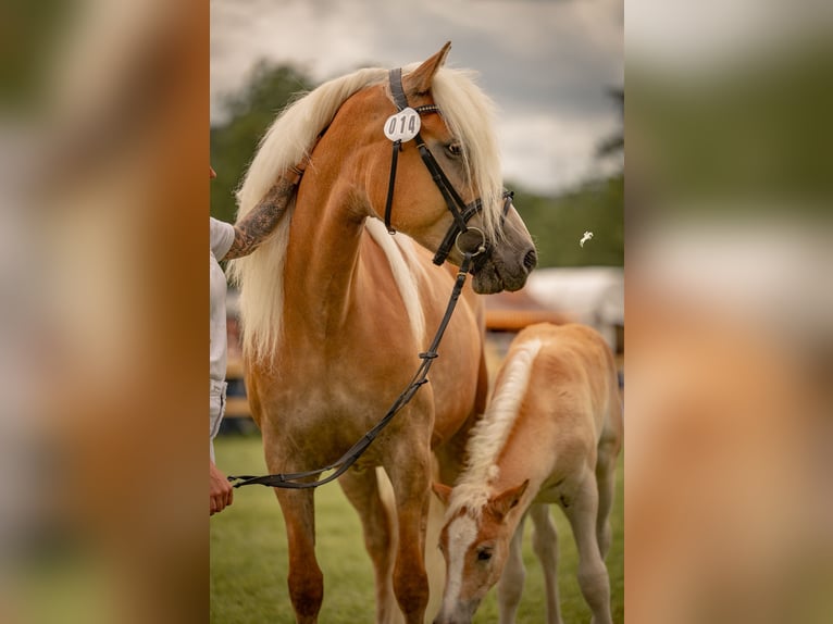 Haflinger Stute 6 Jahre 153 cm Palomino in Dudelange
