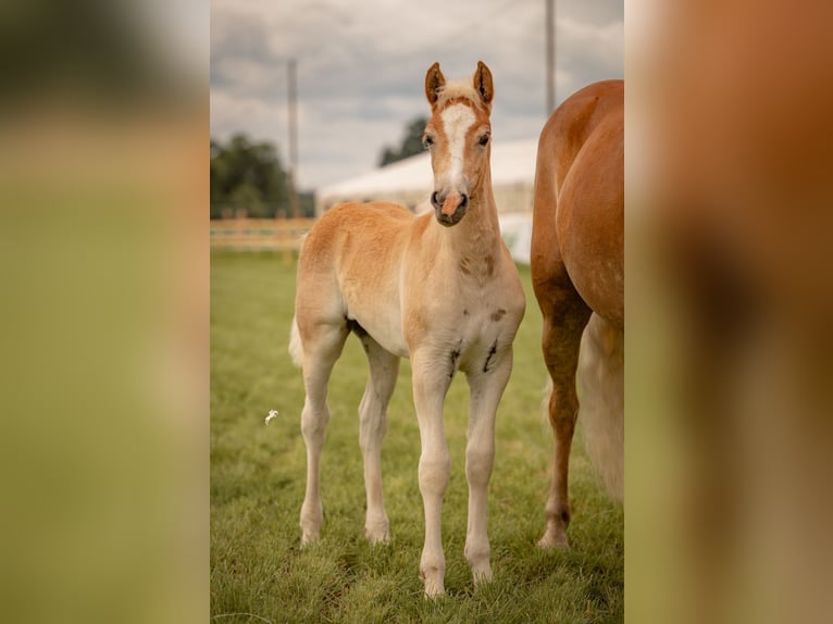 Haflinger Stute 6 Jahre 153 cm Palomino in Dudelange