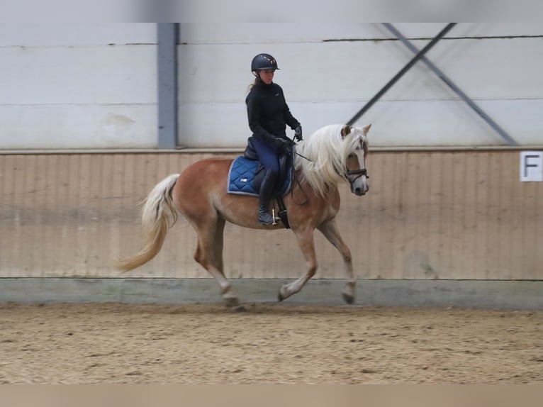 Haflinger Stute 6 Jahre 153 cm Palomino in Dudelange