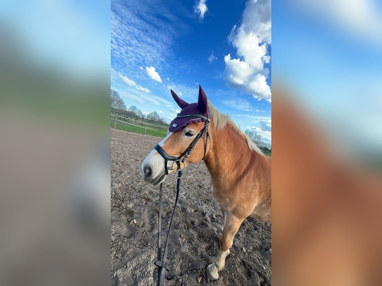 Haflinger Stute 6 Jahre 154 cm  in Oyten