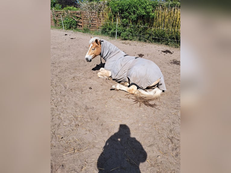 Haflinger Stute 6 Jahre 154 cm in Oyten