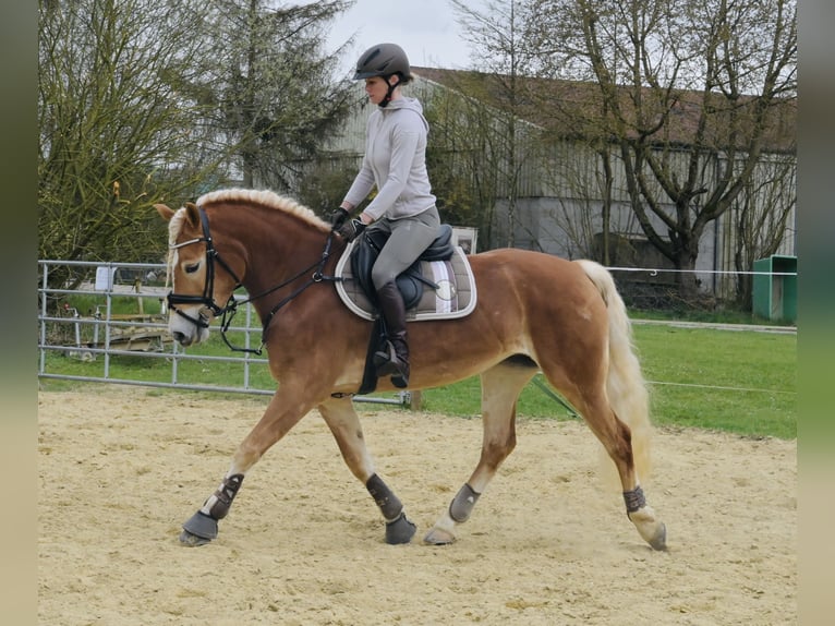 Haflinger Stute 6 Jahre 155 cm Fuchs in Schwabenheim an der Selz
