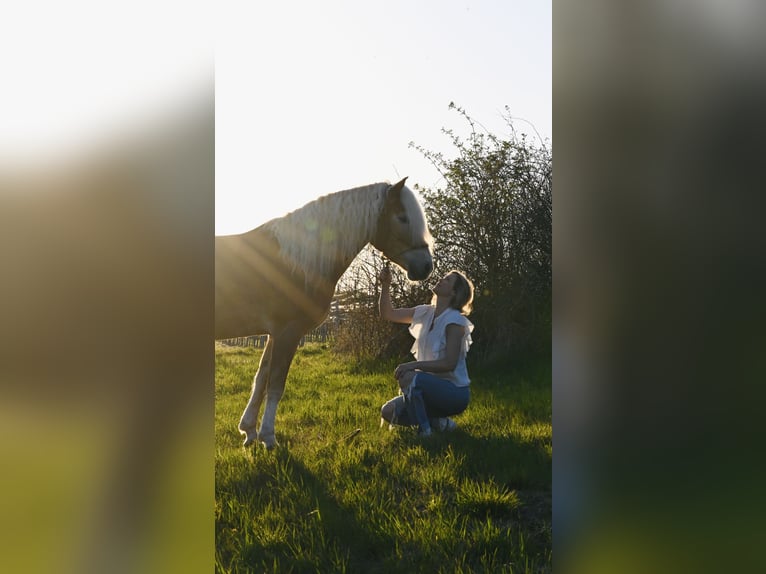 Haflinger Stute 6 Jahre 155 cm Fuchs in Schwabenheim an der Selz