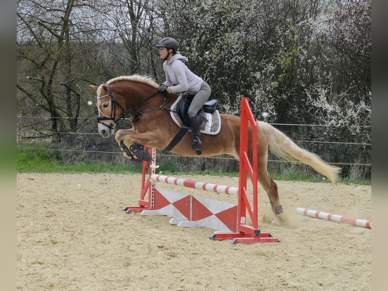 Haflinger Stute 6 Jahre 155 cm Fuchs in Schwabenheim an der Selz
