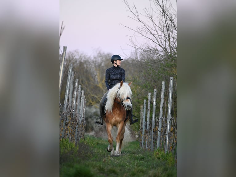 Haflinger Stute 6 Jahre 155 cm Fuchs in Schwabenheim an der Selz