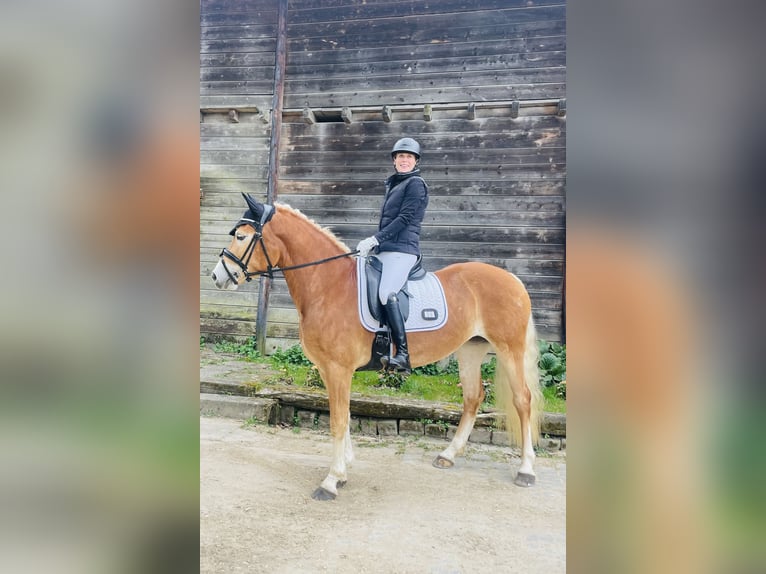 Haflinger Stute 6 Jahre 155 cm Fuchs in Schwabenheim an der Selz