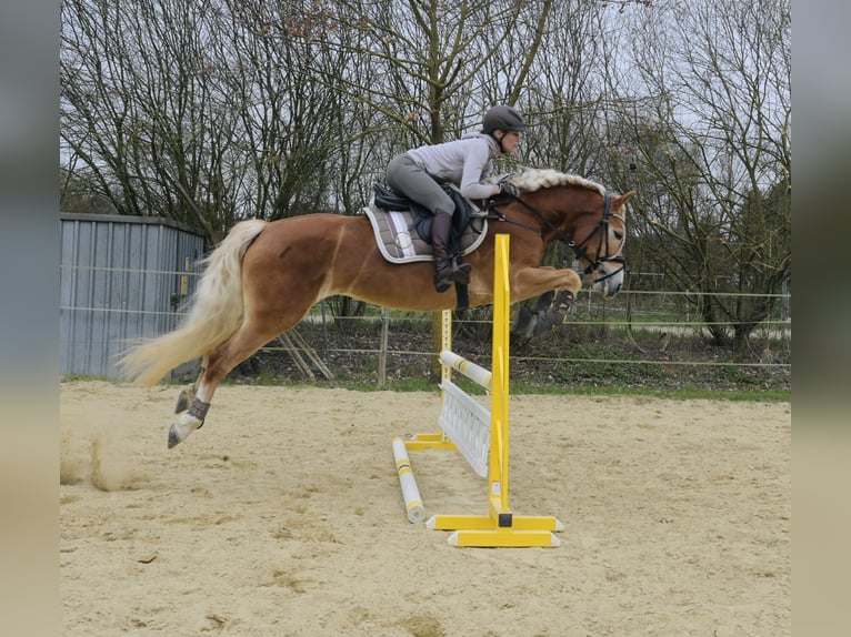 Haflinger Stute 6 Jahre 155 cm Fuchs in Schwabenheim an der Selz