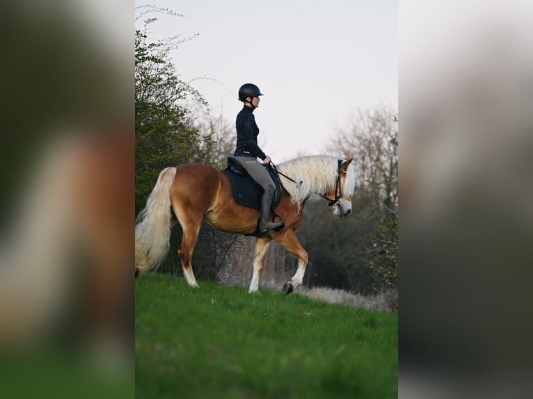 Haflinger Stute 6 Jahre 155 cm Fuchs in Schwabenheim an der Selz