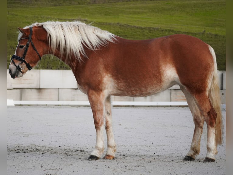 Haflinger Stute 6 Jahre 155 cm Fuchs in Nettersheim