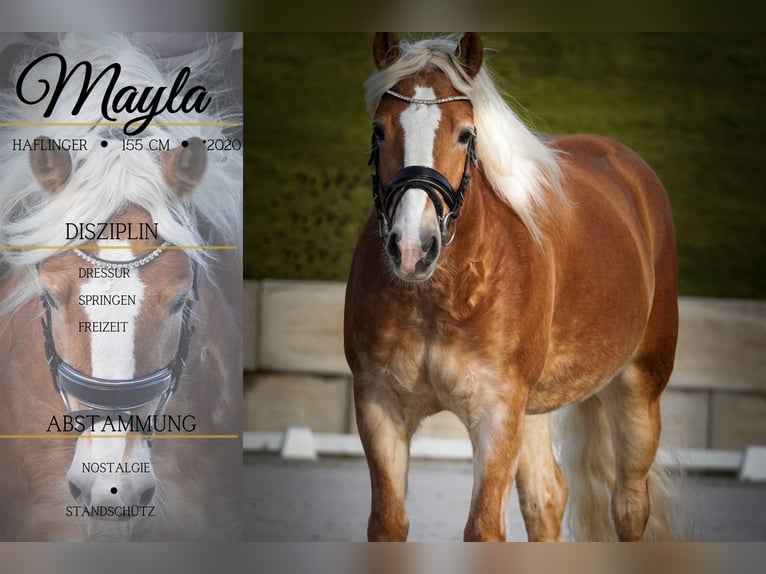 Haflinger Stute 6 Jahre 155 cm Fuchs in Nettersheim