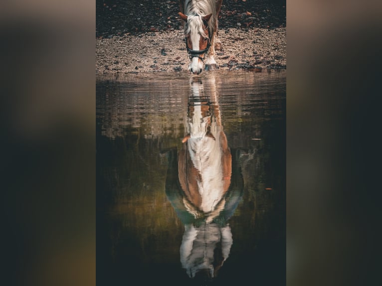 Haflinger Stute 6 Jahre 155 cm Fuchs in Nettersheim