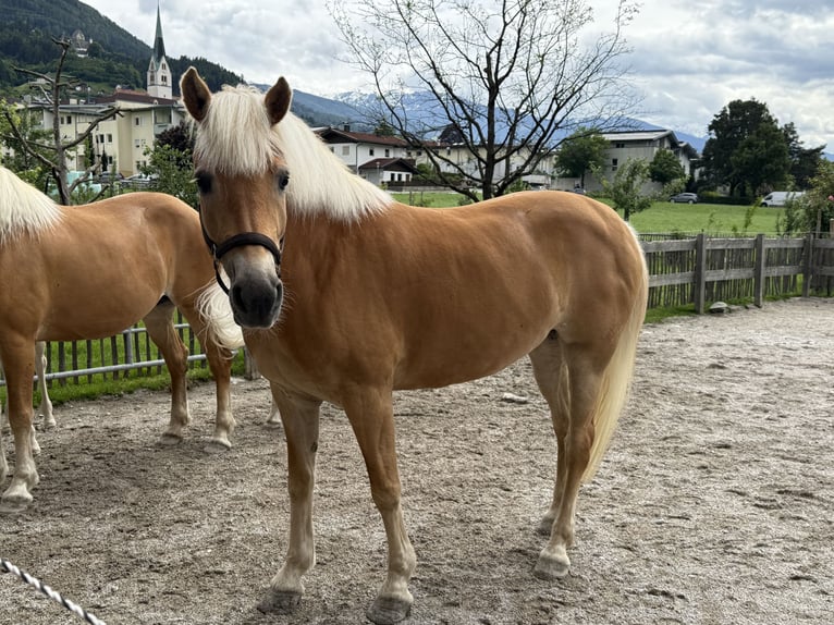 Haflinger Stute 6 Jahre 155 cm Rotfuchs in Schwaz