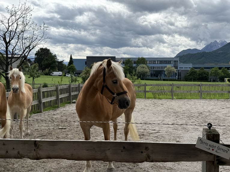Haflinger Stute 6 Jahre 155 cm Rotfuchs in Schwaz