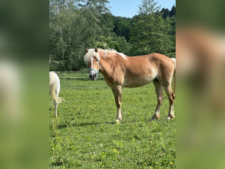 Haflinger Stute 6 Jahre 156 cm  in Eichberg bei Hartmannsdorf