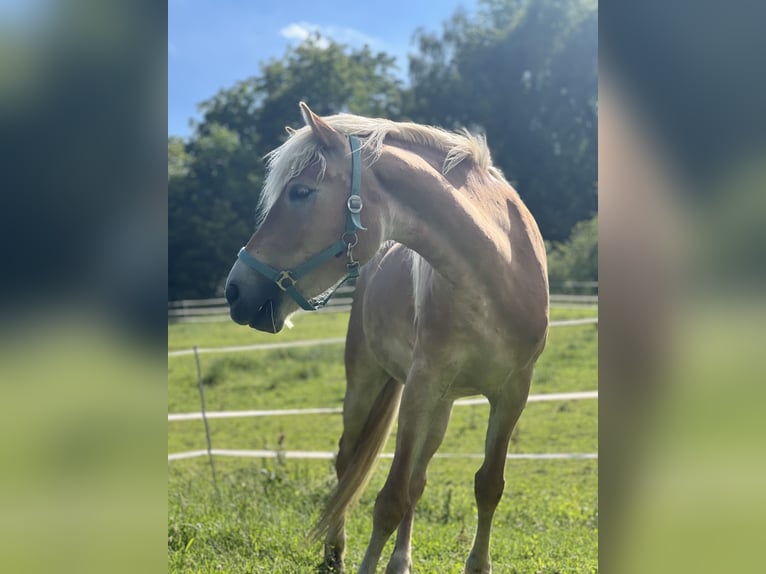 Haflinger Stute 6 Jahre 156 cm  in Eichberg bei Hartmannsdorf