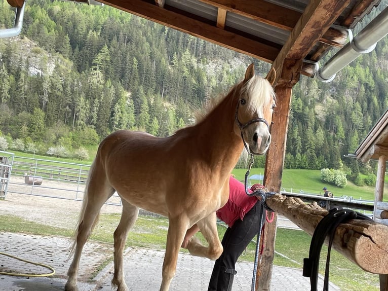 Haflinger Stute 6 Jahre 156 cm in Pfunds