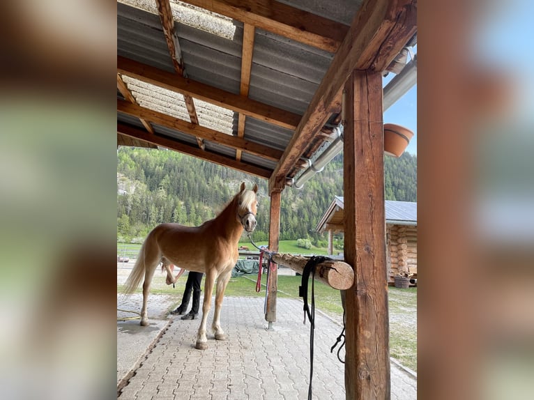 Haflinger Stute 6 Jahre 156 cm in Pfunds