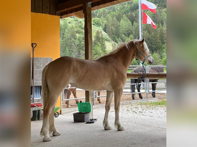 Haflinger Stute 6 Jahre 156 cm in Pfunds