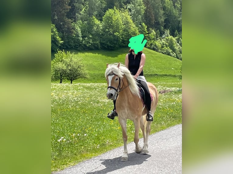 Haflinger Stute 6 Jahre 156 cm in Pfunds