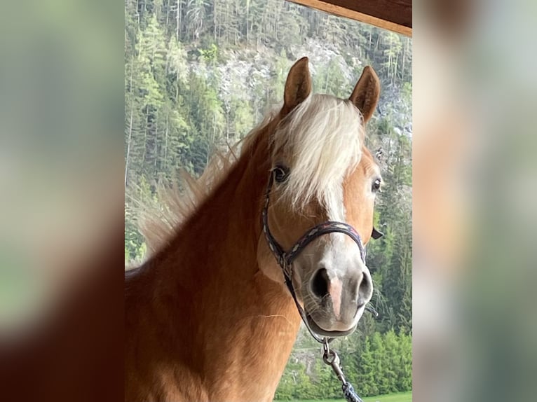 Haflinger Stute 6 Jahre 156 cm in Pfunds