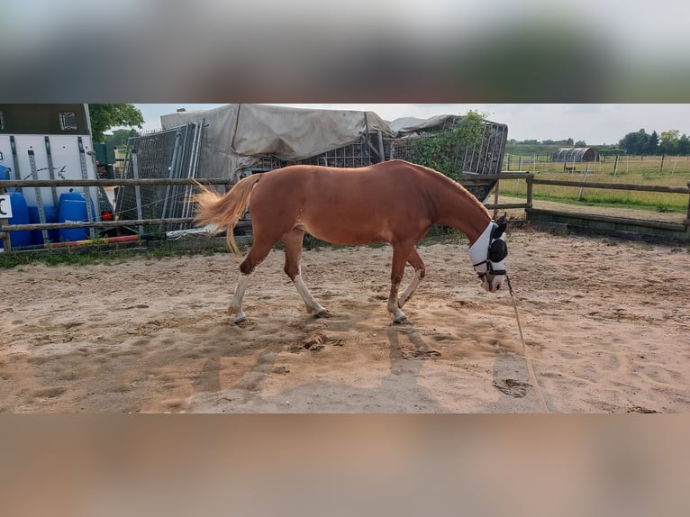 Haflinger Mix Stute 6 Jahre 157 cm Fuchs in Nörvenich