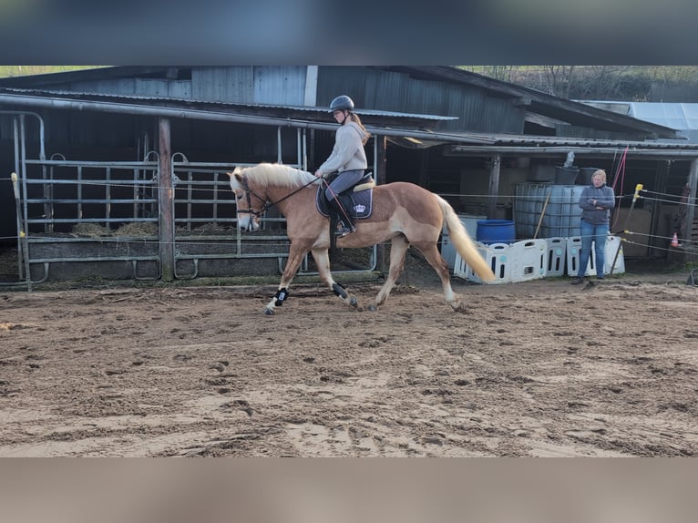 Haflinger Stute 6 Jahre 157 cm Rotfuchs in Morsbach