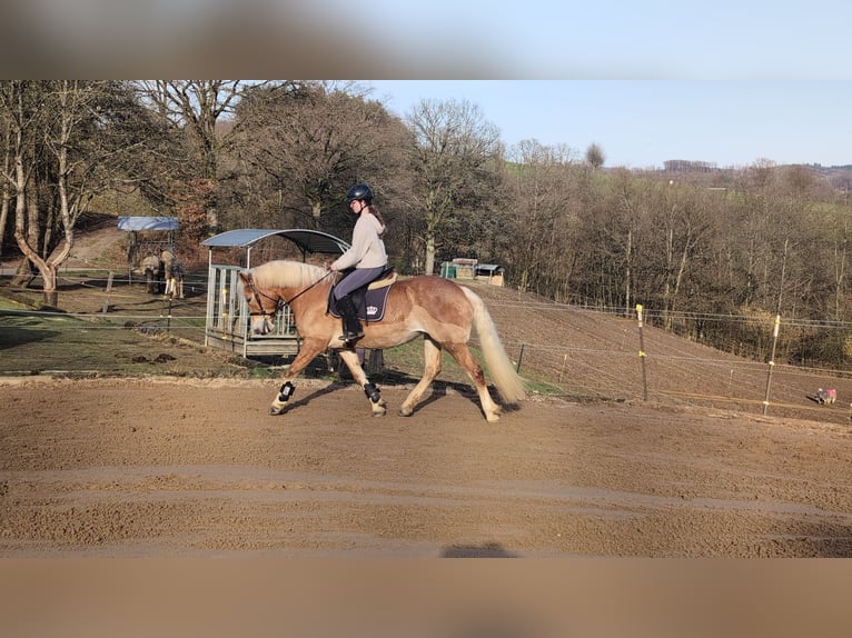 Haflinger Stute 6 Jahre 157 cm Rotfuchs in Morsbach