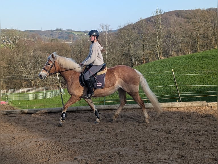 Haflinger Stute 6 Jahre 157 cm Rotfuchs in Morsbach