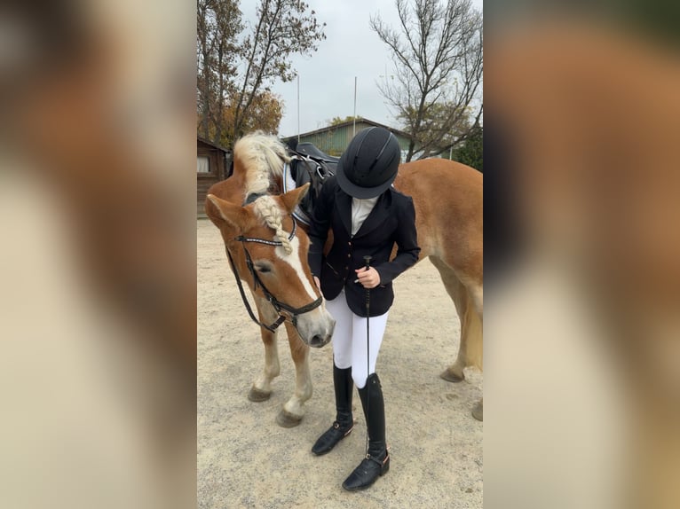 Haflinger Stute 6 Jahre 161 cm in Leobersdorf