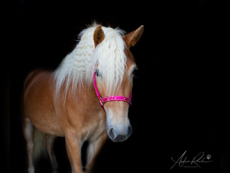 Haflinger Stute 6 Jahre Fuchs in Kammlach