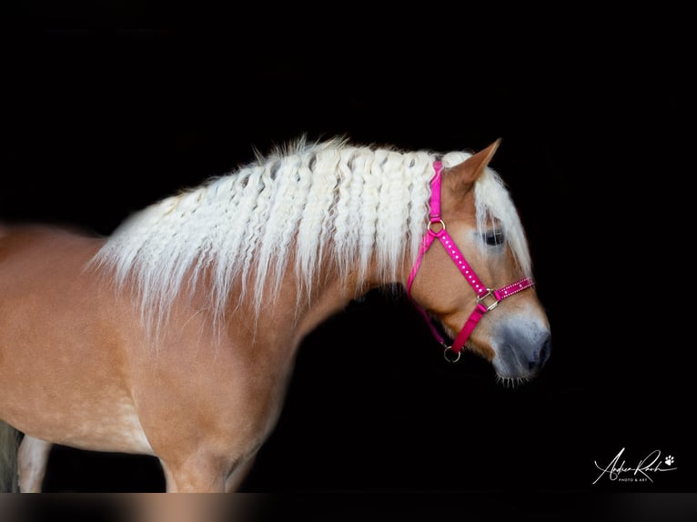 Haflinger Stute 6 Jahre Fuchs in Kammlach