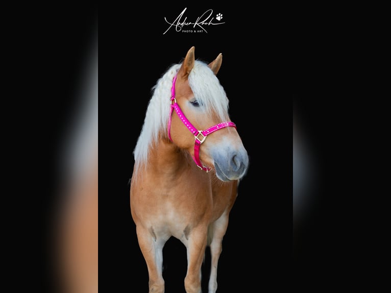 Haflinger Stute 6 Jahre Fuchs in Kammlach