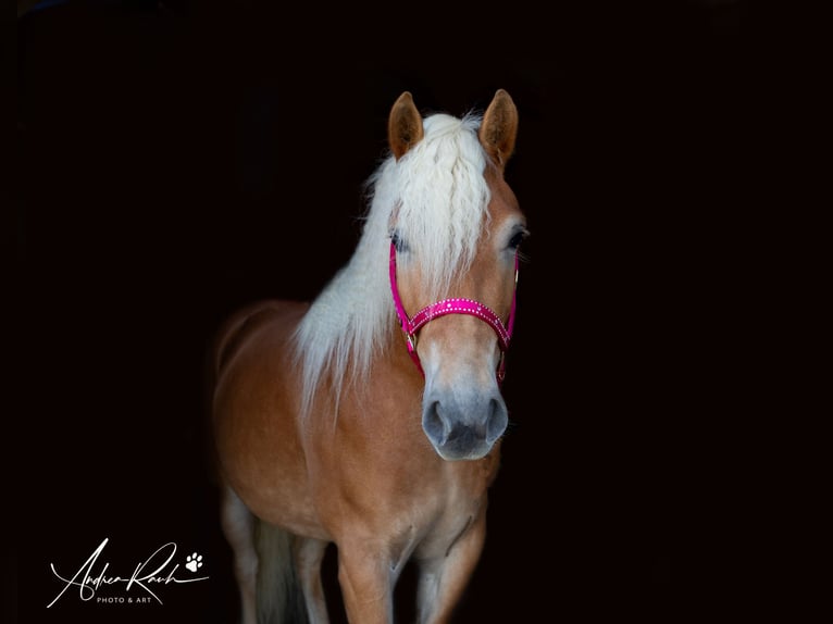 Haflinger Stute 6 Jahre Fuchs in Kammlach