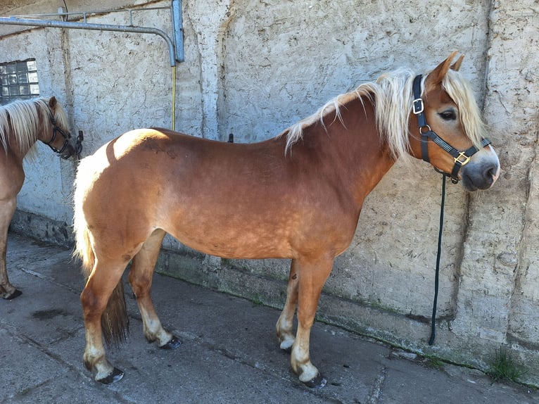 Haflinger Stute 7 Jahre 144 cm Fuchs in Levenhagen