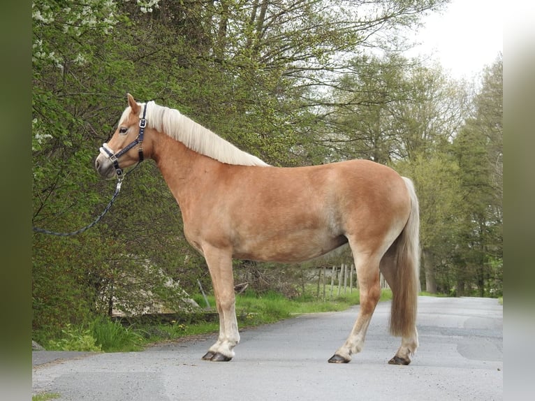 Haflinger Stute 7 Jahre 145 cm Brauner in Verl