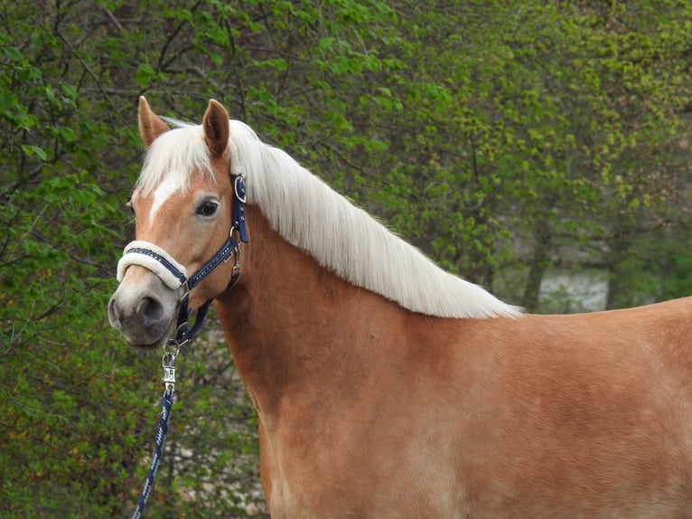 Haflinger Stute 7 Jahre 145 cm Brauner in Verl