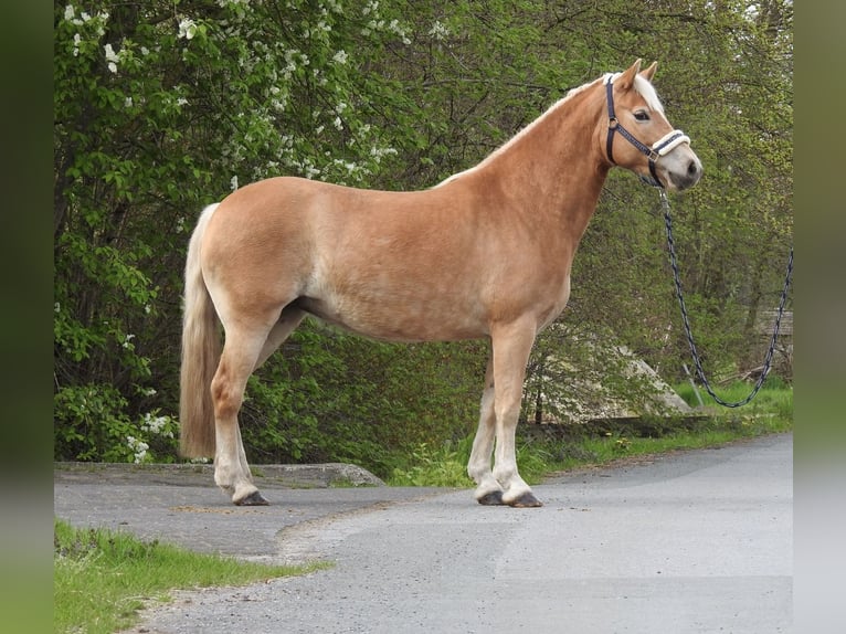 Haflinger Stute 7 Jahre 145 cm Brauner in Verl