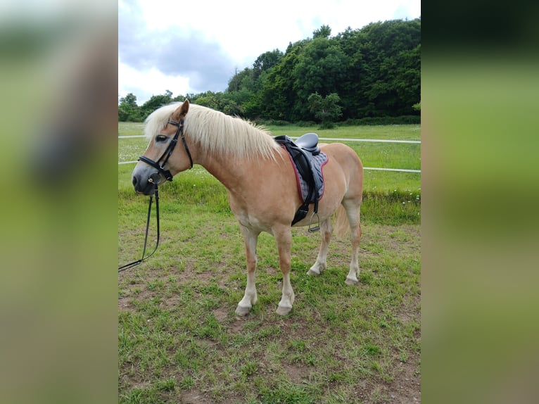 Haflinger Stute 7 Jahre 145 cm in &#xDC;xheim